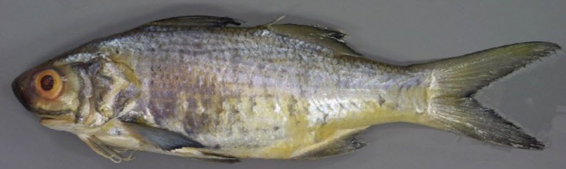 Galeoides decadactylus_03